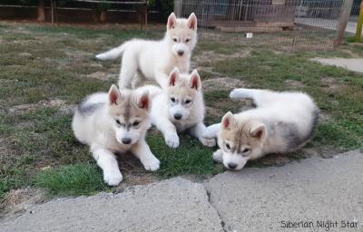 Siberian husky puppieṣ - Linz Dogs, Puppies