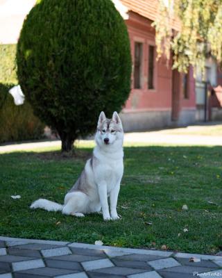 Siberian Husky female