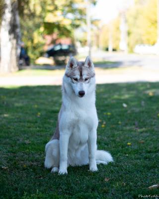 Siberian Husky female - Vienna Dogs, Puppies