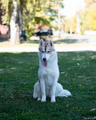 Siberian Husky female - Vienna Dogs, Puppies