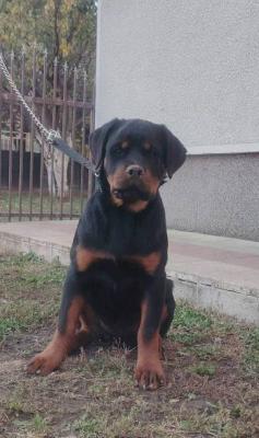 Rottweiler-Welpen der Spitzenklasse - Vienna Dogs, Puppies