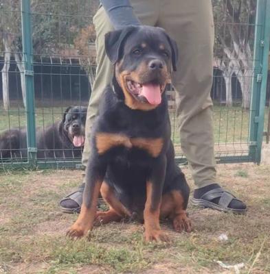 Rottweiler-Welpen der Spitzenklasse - Vienna Dogs, Puppies