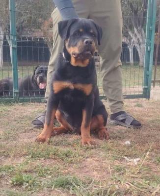 Rottweiler, chiots d'exception - Paris Dogs, Puppies