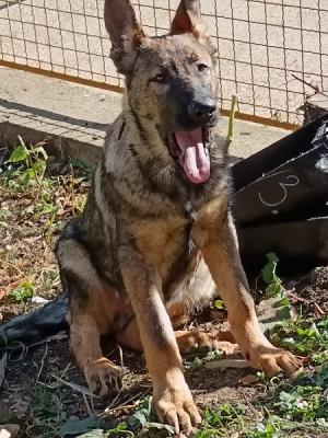 German shepherd puppies - Vienna Dogs, Puppies