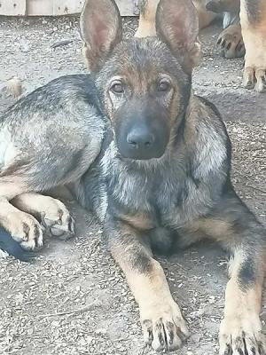 German shepherd puppies - Vienna Dogs, Puppies