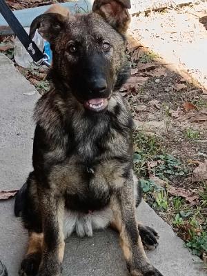 German shepherd puppies - Vienna Dogs, Puppies