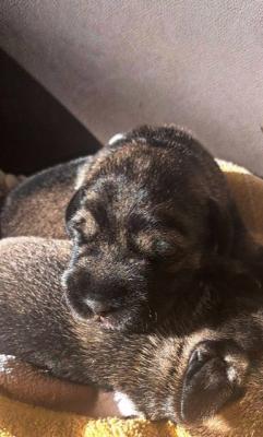 Mittelgroße Schnauzerwelpen