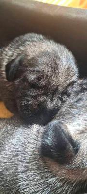 Mittelgroße Schnauzerwelpen - Vienna Dogs, Puppies