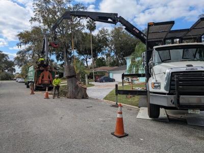 Commercial Tree Trimming Service