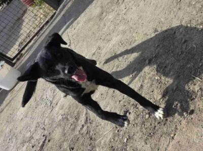 Junger, schwarzer Mischlingswelpe sucht ein neues Zuhause!