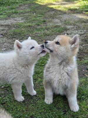 Japanese Akita, puppies - Vienna Dogs, Puppies