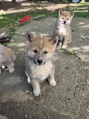 Japanese Akita, puppies - Vienna Dogs, Puppies