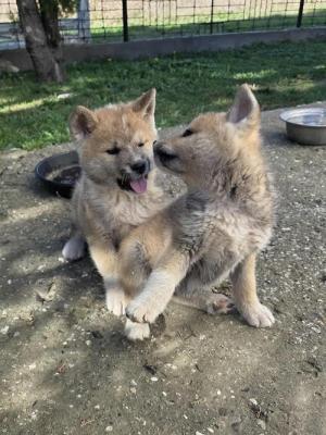 Japanese Akita, puppies - Vienna Dogs, Puppies