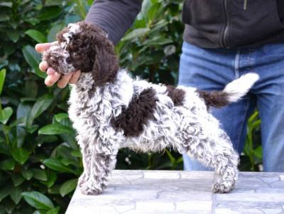 Lagotto Romagnolo Welpen