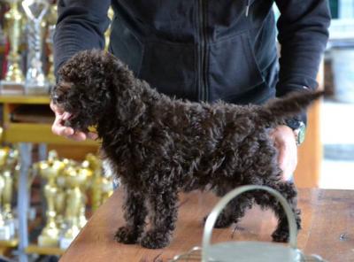Lagotto Romagnolo Welpen - Vienna Dogs, Puppies
