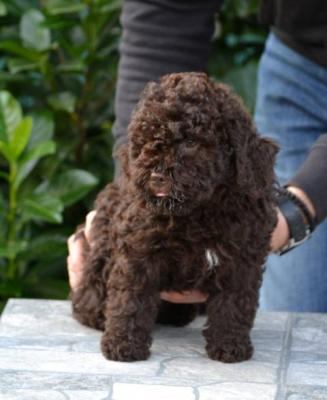 Lagotto Romagnolo Welpen - Vienna Dogs, Puppies