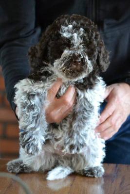Chiots Lagotto Romagnolo - Paris Dogs, Puppies