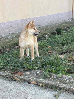 Shiba inu puppies - Vienna Dogs, Puppies