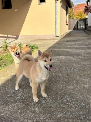 Shiba inu puppies - Vienna Dogs, Puppies