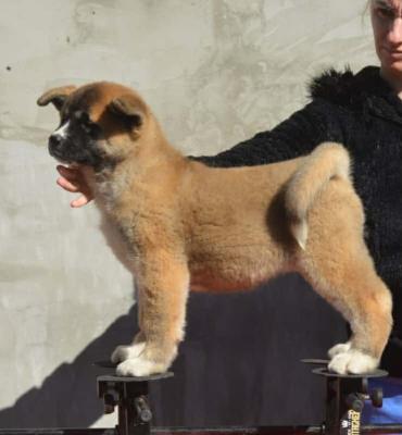 American Akita - Frankfurt (Main) Dogs, Puppies