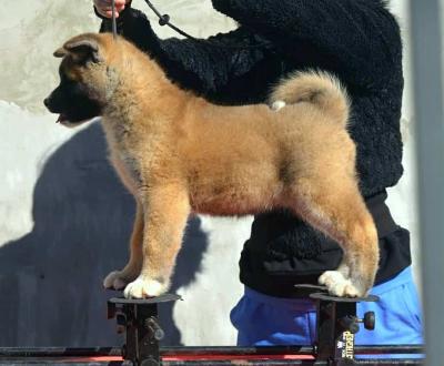 American Akita - Frankfurt (Main) Dogs, Puppies