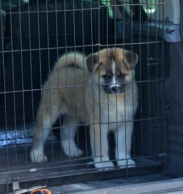 American Akita - Frankfurt (Main) Dogs, Puppies