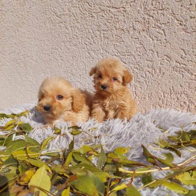Maltipoo puppies