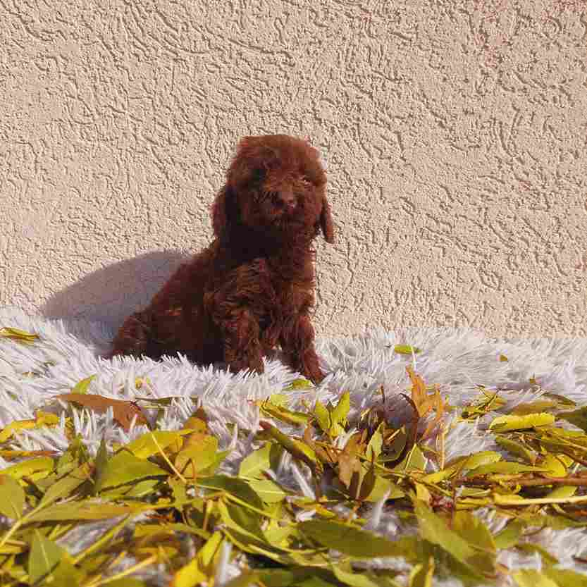 Toy poodle - Vienna Dogs, Puppies