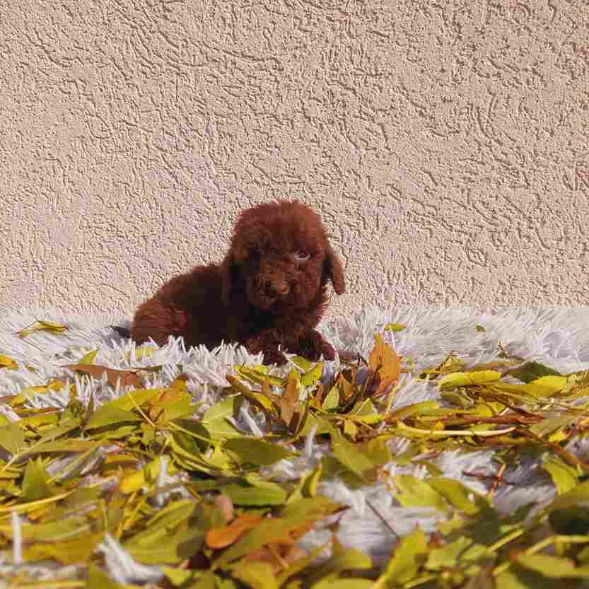 Toy poodle - Vienna Dogs, Puppies