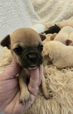 Mini chihuahuas - Vienna Dogs, Puppies