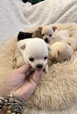 Mini chihuahuas - Vienna Dogs, Puppies