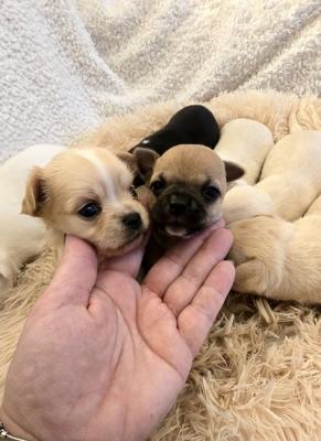 Mini chihuahuas - Vienna Dogs, Puppies