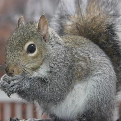 Professional Squirrel Removal Essex County, NJ - Other Other