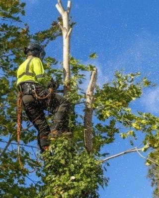 Tree Service Removal Company