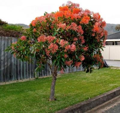 Shop Native Trees Online - Other Other