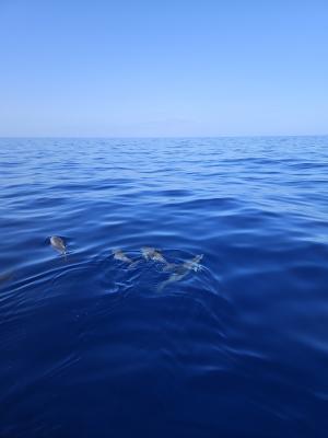 Tenerife Private Excursion | Privatetourtenerife.com - Tenerife - Gran Canaria Other