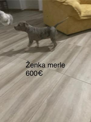 Pit bull terrier - Vienna Dogs, Puppies