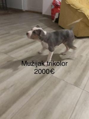 Pit bull terrier - Vienna Dogs, Puppies