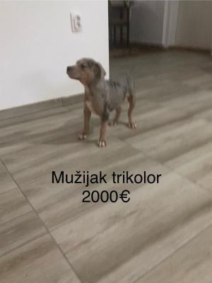 Pit bull terrier - Vienna Dogs, Puppies