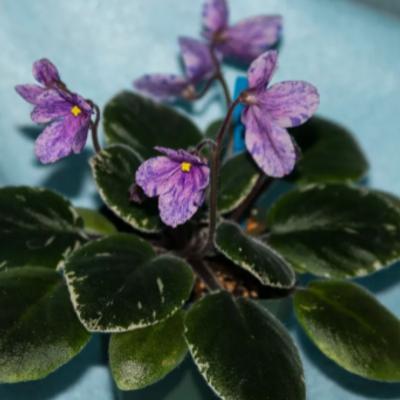 Saintpaulia Seed Production - Other Other