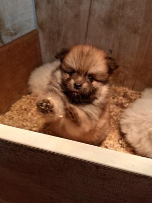 Pomeranian Spitz puppies