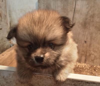 Pomeranian Spitz puppies - Vienna Dogs, Puppies