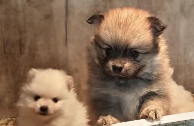 Pomeranian Spitz Welpen - Zurich Dogs, Puppies