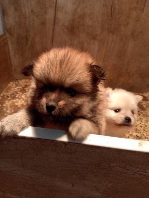 Pomeranian Spitz Welpen - Zurich Dogs, Puppies
