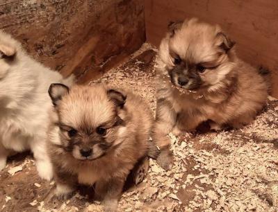 Pomeranian Spitz Welpen - Zurich Dogs, Puppies