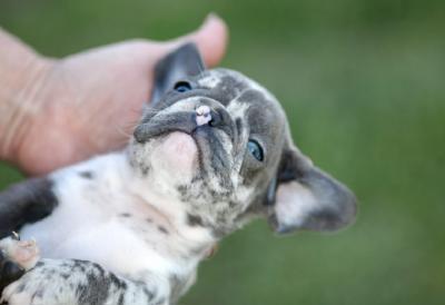 Französische Bulldogge - Frankfurt (Main) Dogs, Puppies