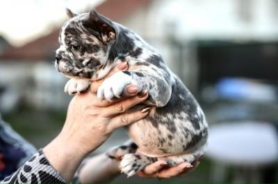 Französische Bulldogge - Frankfurt (Main) Dogs, Puppies