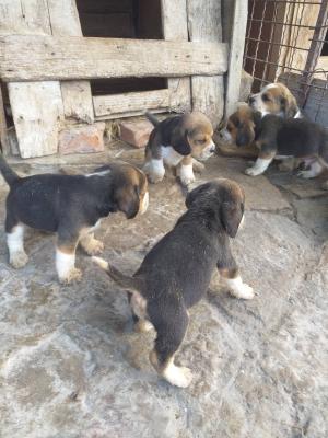 Beagle puppies - Vienna Dogs, Puppies