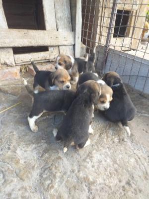 Beagle puppies - Vienna Dogs, Puppies