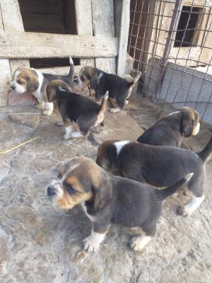 Beagle puppies - Vienna Dogs, Puppies